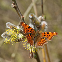 comma butterfly