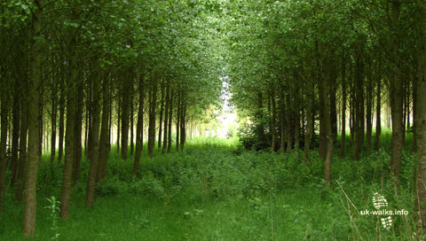 Poplar trees near Smisby in June 2011